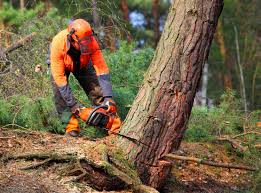 How Our Tree Care Process Works  in  Clark Mills, NY