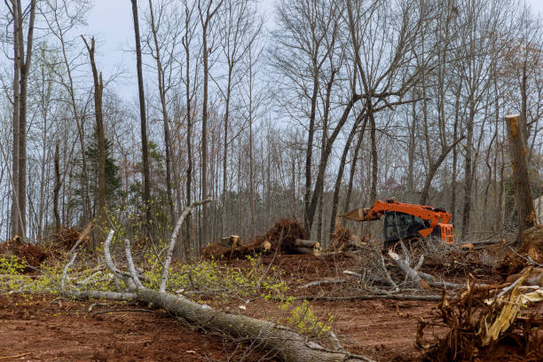 Tree Removal Services