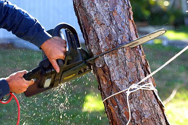 Professional Tree Removal Services in Clark Mills, NY